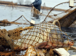 В Таганроге усердно ловили браконьеров