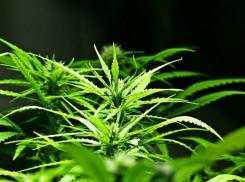 За сбыт марихуаны в Таганроге задержан местный житель