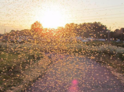 В апреле Таганрог обработают от клещей и комаров 