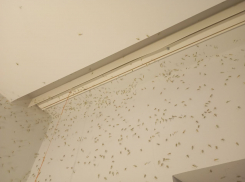 С самым сильным в этом году налетом комаров столкнулись таганрожцы 