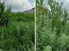 Джунгли? Нет, это Таганрог