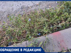 На Ломоносова дорогу залатали, но сорняки не вычистили — таганрожцы мучаются от аллергии
