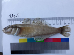 Ученые решили применять ДНК-штрихкоды, чтобы избежать путаницы при добыче рыбы в Азовском море и Таганрогском заливе