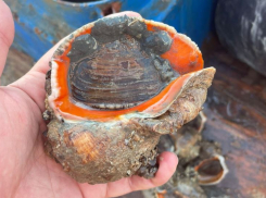 Новый хозяин Азовского моря: что будут ловить таганрогские рыбаки к 2030 году