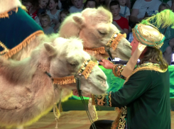 Не упустите шанс увидеть чудо! Впервые в Таганроге цирк «Арена Ягуар»