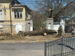 Несколько старых деревьев вырубили в Таганроге 