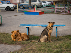 Сколько бюджетных денег тратят в Таганроге на бездомных собак?