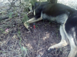 В Таганроге фирма, занимающаяся отловом диких животных, нарушает правила 