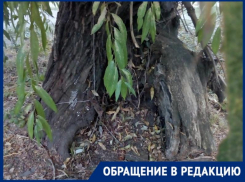 Спилить нельзя оставить: где поставить запятую в вопросе между жителями Таганрога и аварийным деревом