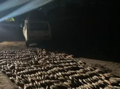 Неудачный улов на 3,5 млн рублей под Таганрогом