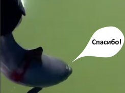 Азовка спасена: в Таганрогском заливе пограничники освободили дельфина из сетей браконьеров