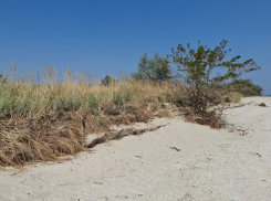 На Азовском море вблизи Таганрога планируют развивать экотуризм - горожанам уже некуда бежать от курортников