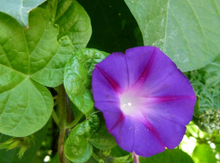 За какие цветы на участке таганрожцы могут сесть в тюрьму