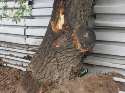 Таганроженку встревожили пострадавшие при строительстве нового ЖК деревья