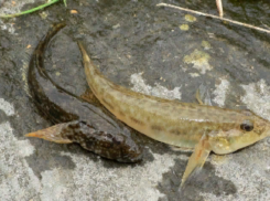 Таганрог, рыбалка, бычки - красота…