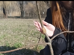 В Таганроге сломали четырёхлетний дуб, который хотели назвать в честь погибшего бойца СВО