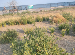 Опасная зона Таганрога - поле амброзии вдоль набережной