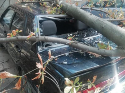 В груду металла превратило дерево автомобиль таганрожца