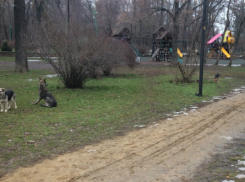 В парке им Горького в Таганроге бродячие собаки кинулись на ребенка