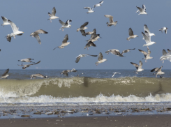 В Таганрогском заливе закончился заморный период, объявленный в июле - кислорода рыбам достаточно