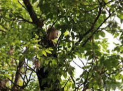В Таганроге турист загнал беременную женщину на дерево