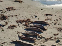 Браконьеры уничтожили краснокнижных осетров в Таганрогском заливе