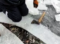 Таганрогский залив Азовского моря беднеет: в притоках Дона вмерзает в лёд рыба