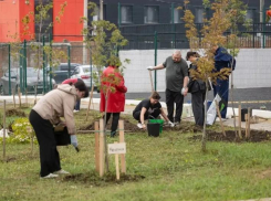 В сквере Комбайностроителей Таганрога высадили 19 кленов, в честь погибших участников СВО
