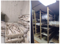 В Таганроге пресечена деятельность нелегального цеха по переработке рыбы