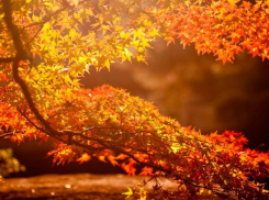  В Таганроге на предстоящей неделе будет тепло и ясно