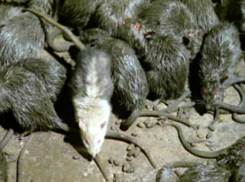 Таганрожцев предупреждают о грядущем нашествии мышей и крыс