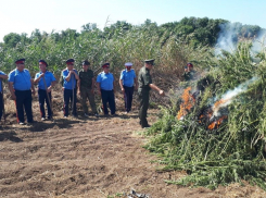 В Куйбышевском районе казаки уничтожили более тонны конопли 