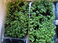 Сад –огород в отдельной таганрогской квартире