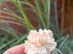 Товар дня:  гвоздика Диана и Дейвон Крим