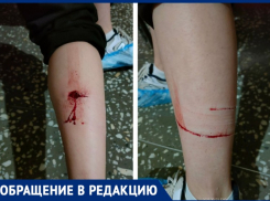 Неуправляемые и агрессивные: собаки не оставляют таганрожцам шансов