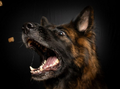 Относитесь как к тигру: что делать при встрече с агрессивной собакой