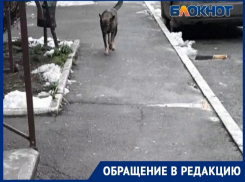 Может, «поговорить» с «руководителем стаи»? Таганрожцы снова жалуются на бездомных собак 