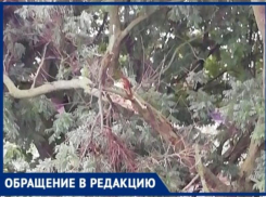 Обещанного от чиновников  Каргаева и Михайлова уже два года ждут таганрожцы 