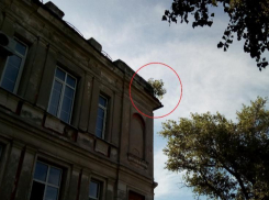 В Таганроге обнаружился двойник «дерева-убийцы»