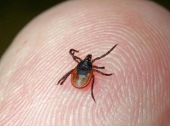 Инфекционно-опасные кровопийцы поджидают жителей Таганрога на природе
