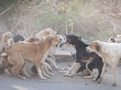Активисты Таганрога ведут борьбу за жизнь бродячих животных