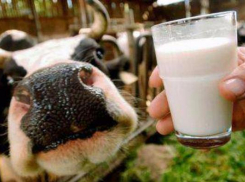 Таганрожцев призывают покупать мясо –молочные продукты только в стационарных торговых точках