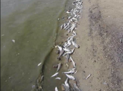 Берег Таганрогского залива усеян гниющей рыбой - вонь жуткая, объяснение не убедительное