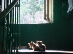 Жителям Таганрога предлагают на областном уровне побороться с нерадивыми владельцами домашних животных 