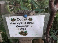 На таганрогской набережной засыхают молодые деревья