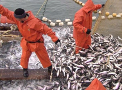 Рыбакам Таганрогского залива разрешили ловить леща и пиленгаса