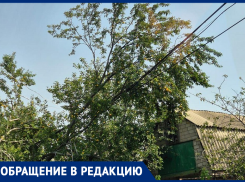 Убьёт, не убьёт? Дерево грозит обрушить электропровода вблизи дома - таганрогским службам не до него
