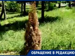 В Таганроге в обновленном Приморском парке уже начали увядать деревья