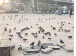 Горожане ищут виноватых в плохих дорогах и считают, что  это -  голуби