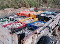 И вновь около Таганрога пойманы браконьеры 